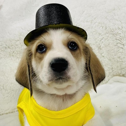 Dog wearing a yellow cap 