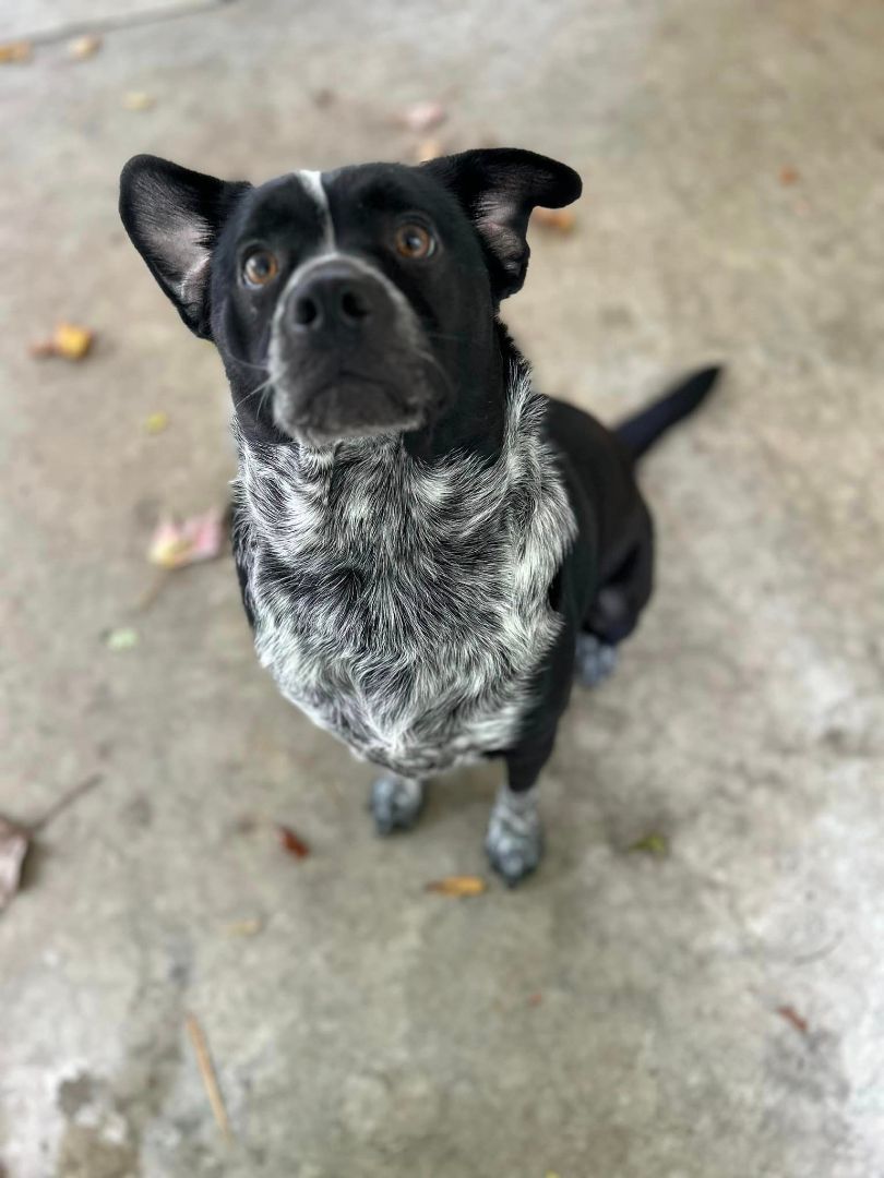 Dog for adoption - Dawsitta, an Australian Cattle Dog / Blue Heeler ...