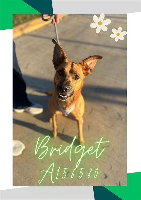 BRIDGET, an adoptable German Shepherd Dog, Mixed Breed in Pasadena, TX, 77504 | Photo Image 1