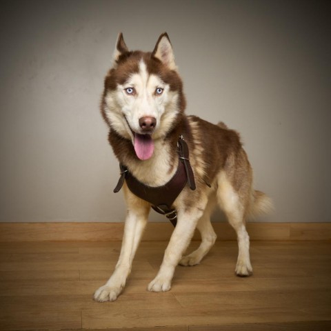 Jacob D14250, an adoptable Siberian Husky in Minnetonka, MN, 55345 | Photo Image 2