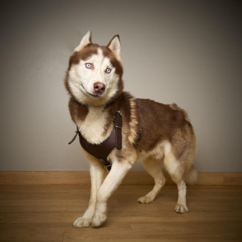 Jacob D14250, an adoptable Siberian Husky in Minnetonka, MN, 55345 | Photo Image 3