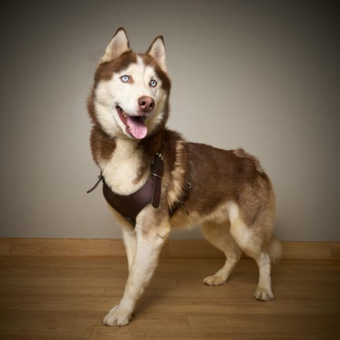 Jacob D14250, an adoptable Siberian Husky in Minnetonka, MN, 55345 | Photo Image 4