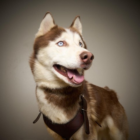 Jacob D14250, an adoptable Siberian Husky in Minnetonka, MN, 55345 | Photo Image 5