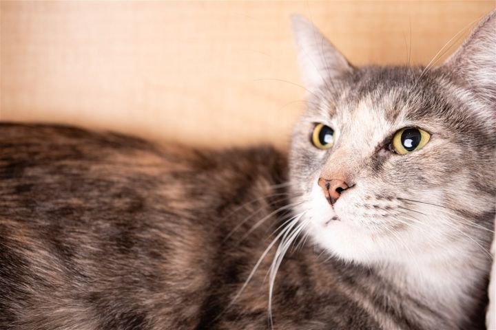 Chit Chat, an adoptable Domestic Short Hair in Rowlett, TX_image-1