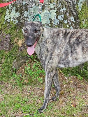 Mark, an adoptable Greyhound in Cherry Hill, NJ, 08034 | Photo Image 1