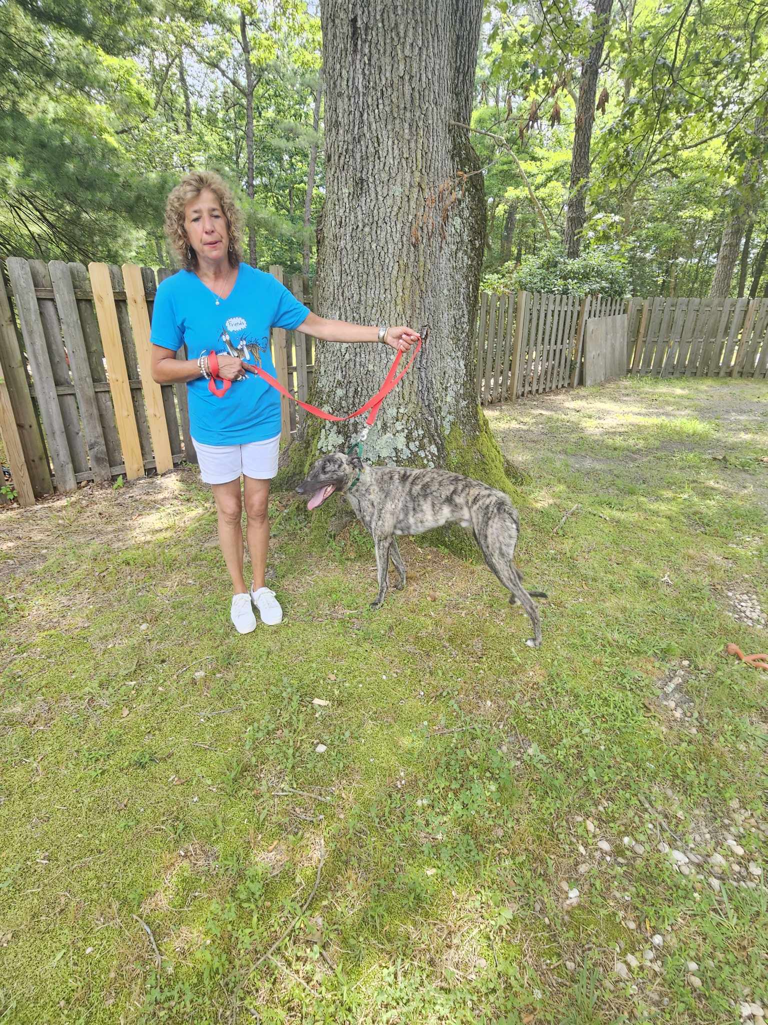 Mark, an adoptable Greyhound in Cherry Hill, NJ, 08034 | Photo Image 2