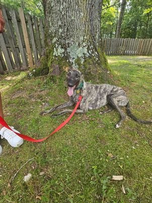Mark, an adoptable Greyhound in Cherry Hill, NJ, 08034 | Photo Image 3