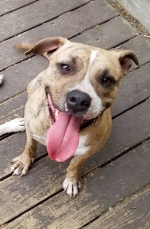Pharaoh- IN FOSTER Mixed Breed Dog