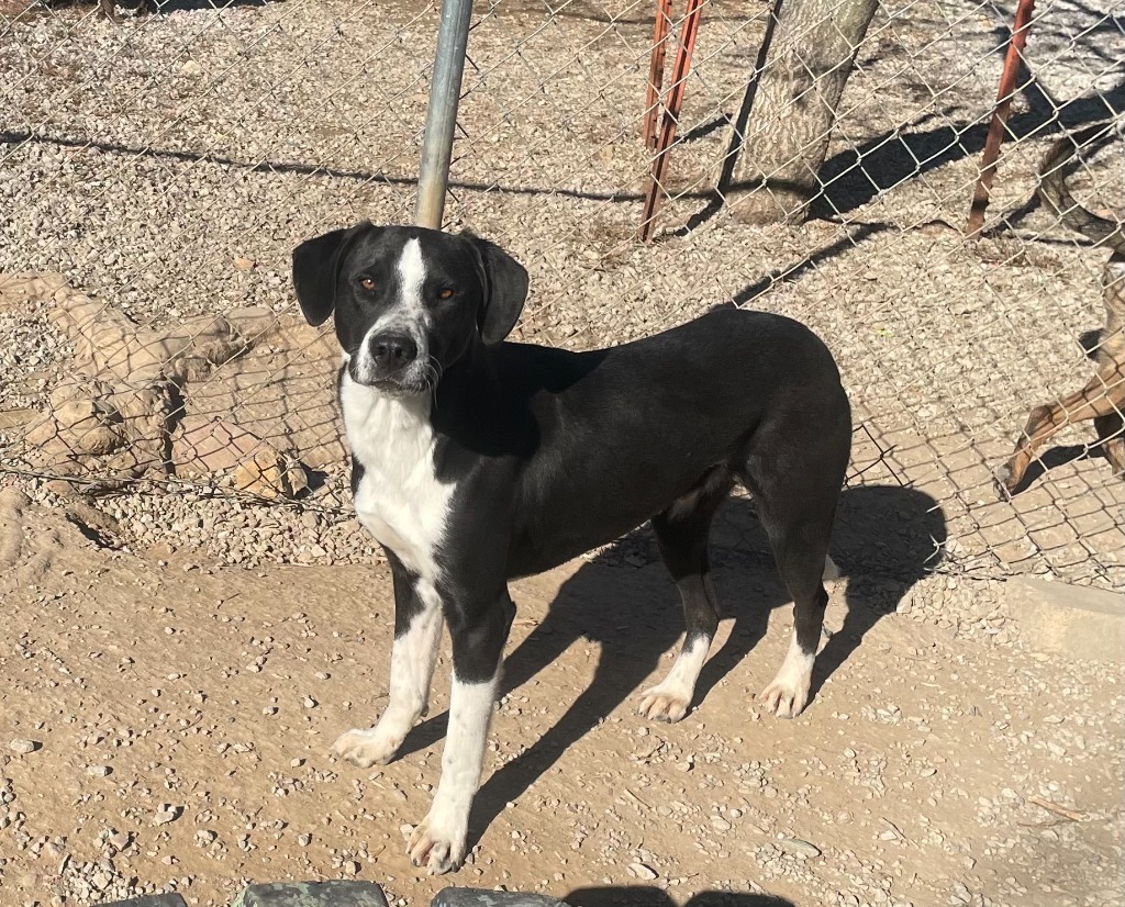 Magnum, an adoptable Border Collie in Batesville, AR, 72501 | Photo Image 1