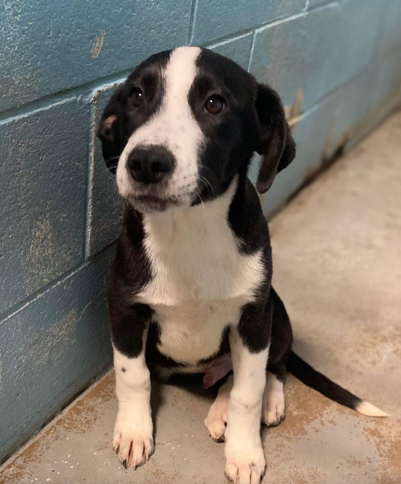 Magnum, an adoptable Border Collie in Batesville, AR, 72501 | Photo Image 2