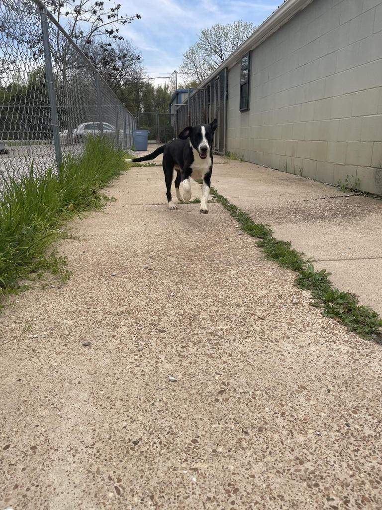 Magnum, an adoptable Border Collie in Batesville, AR, 72501 | Photo Image 3