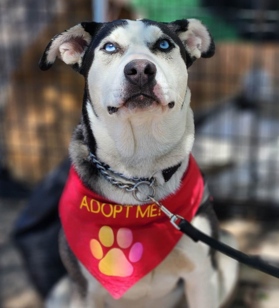 Skye, an adoptable Husky in Yreka, CA, 96097 | Photo Image 1