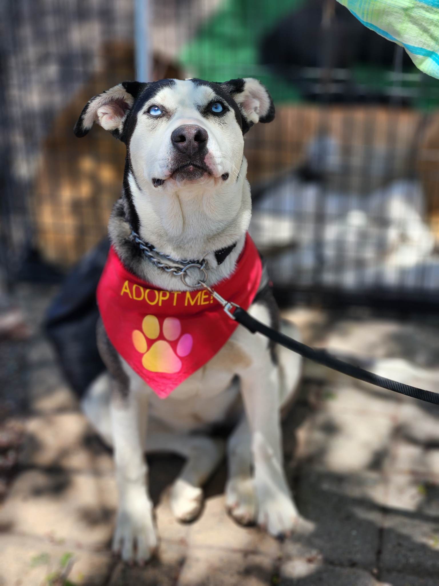 Skye, an adoptable Husky in Yreka, CA, 96097 | Photo Image 2