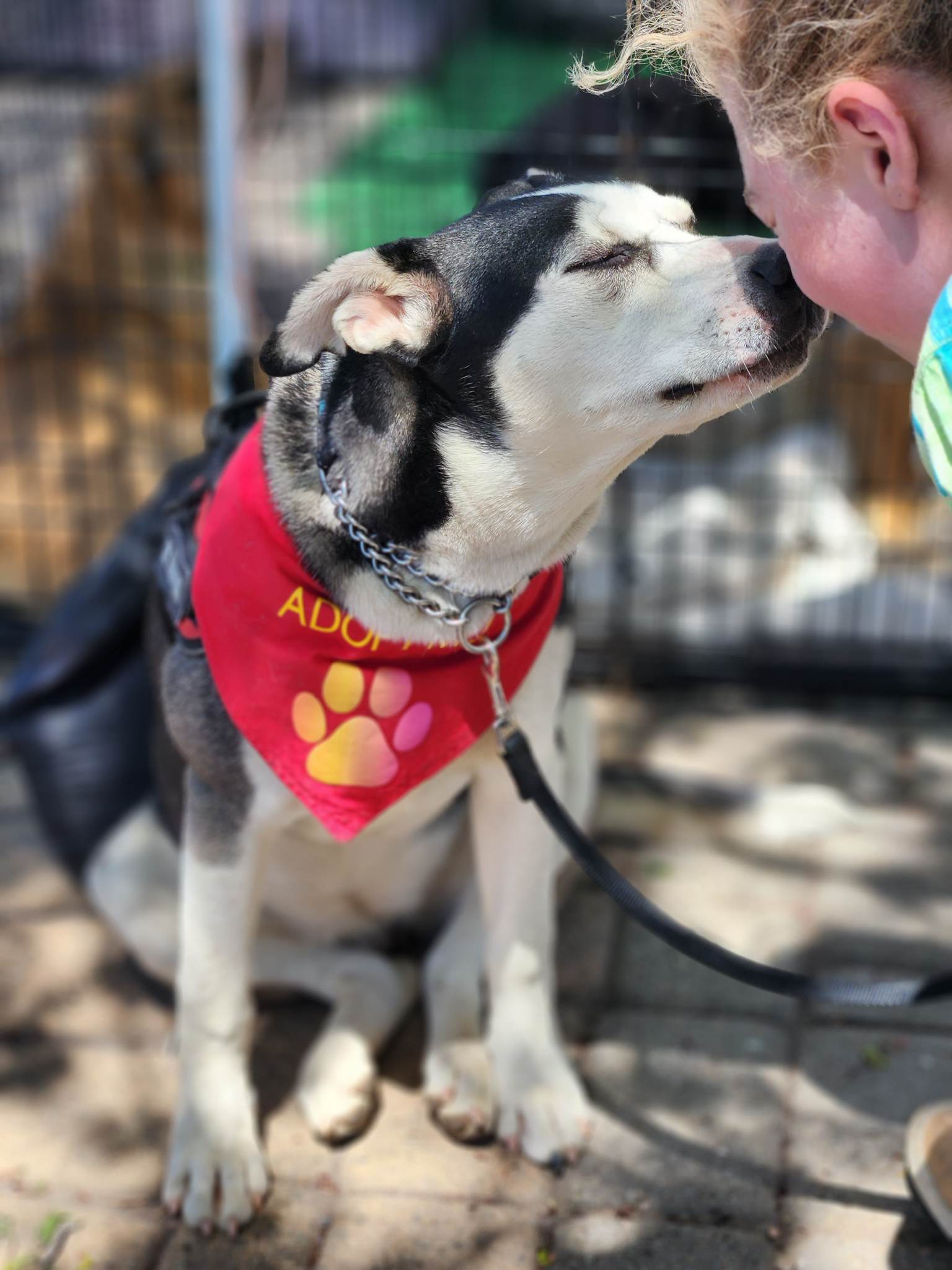 Skye, an adoptable Husky in Yreka, CA, 96097 | Photo Image 3