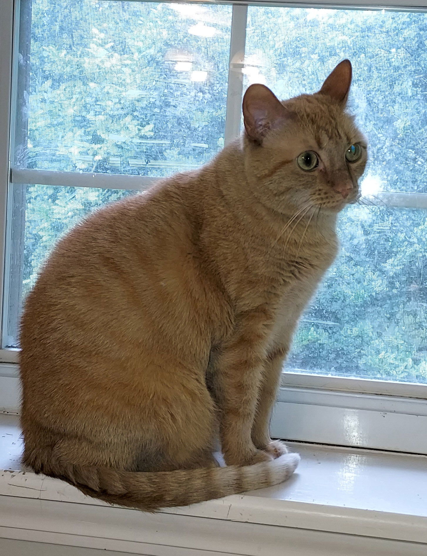 Sadie, an adoptable Domestic Short Hair, Tabby in Pineville, LA, 71361 | Photo Image 1