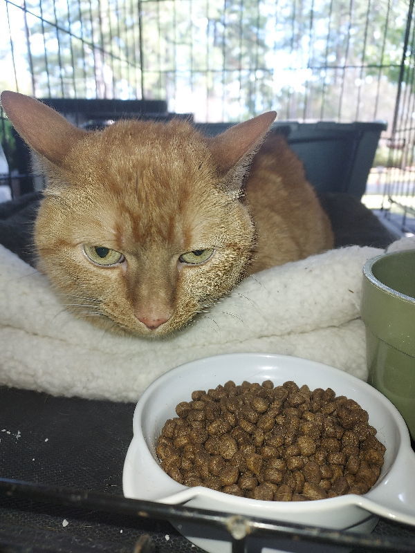 Sadie, an adoptable Domestic Short Hair, Tabby in Pineville, LA, 71361 | Photo Image 2