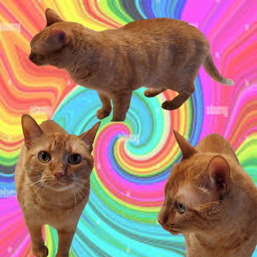 Sadie, an adoptable Domestic Short Hair, Tabby in Pineville, LA, 71361 | Photo Image 3