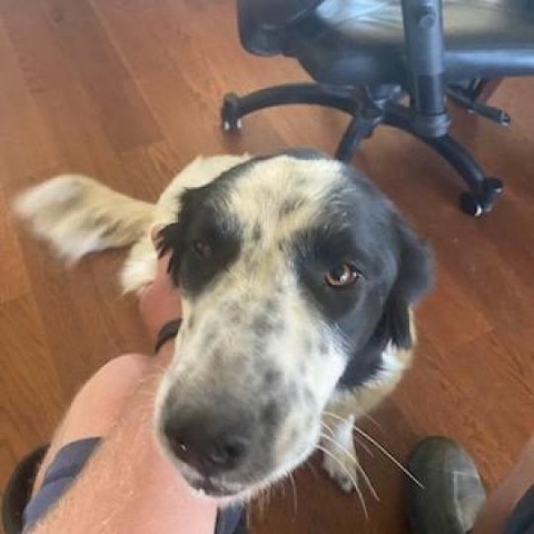 Nina, an adoptable Border Collie, Great Pyrenees in Idaho Falls, ID, 83405 | Photo Image 1