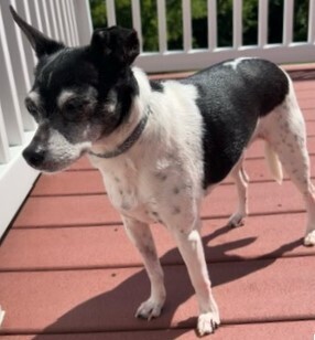 Penny/Little Bit, Senior Female Chihuahua