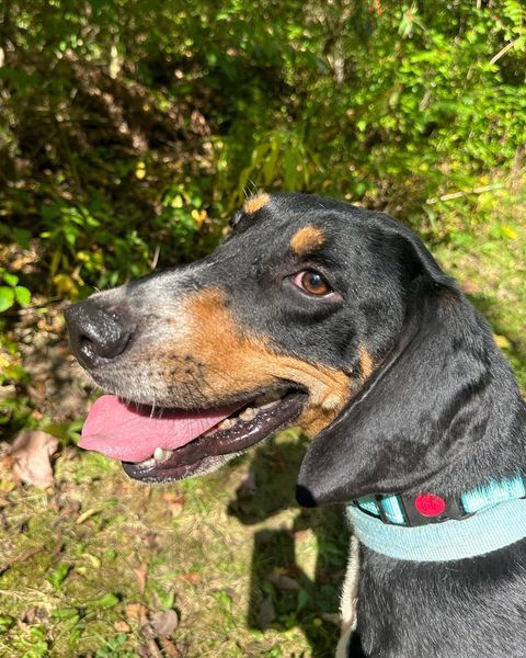 Elliot, an adoptable Treeing Walker Coonhound, Coonhound in Mount Gilead, OH, 43338 | Photo Image 1