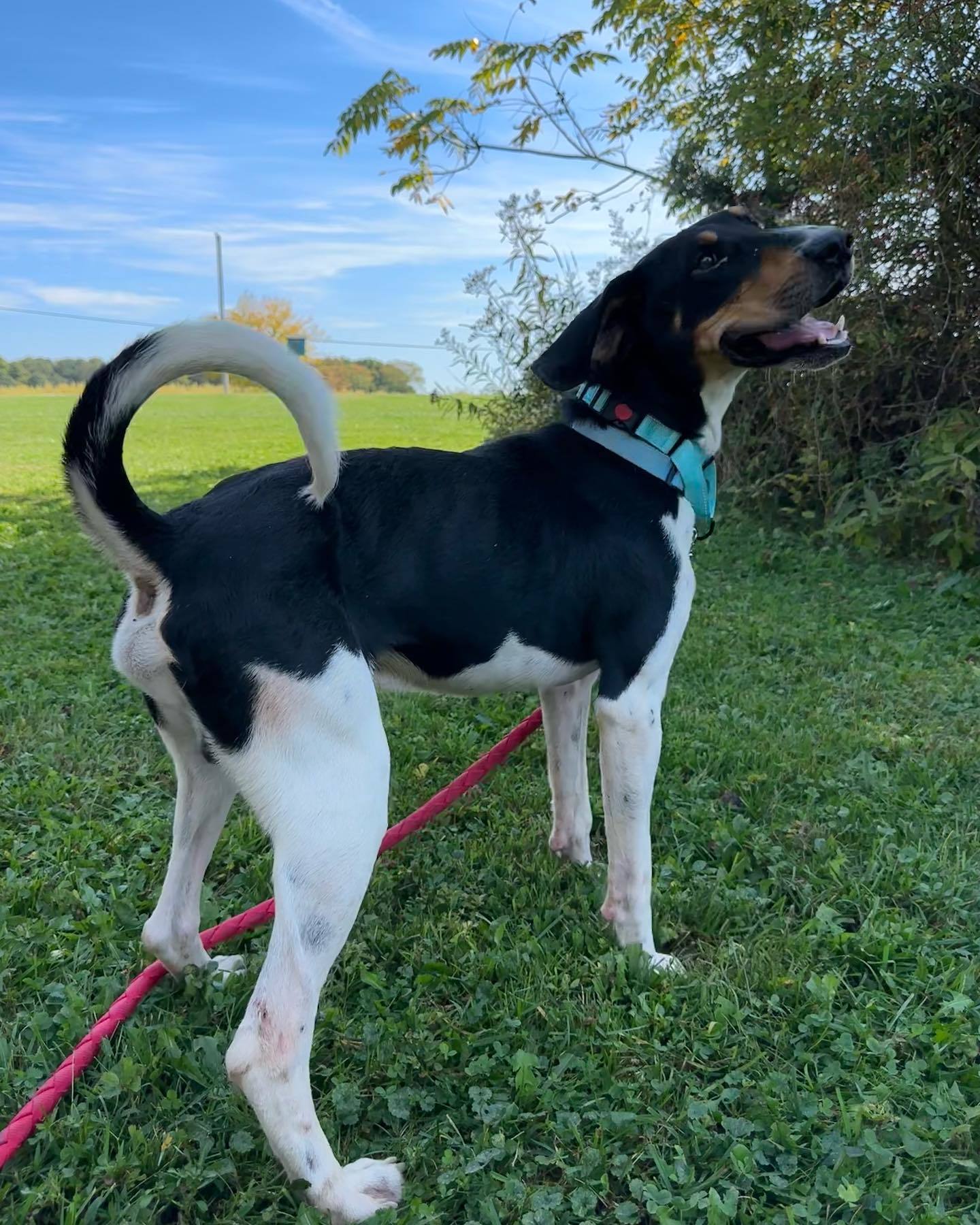 Elliot, an adoptable Treeing Walker Coonhound, Coonhound in Mount Gilead, OH, 43338 | Photo Image 2