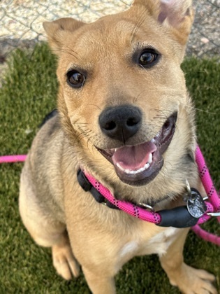 Anne, an adoptable Labrador Retriever, Mixed Breed in Durango, CO, 81301 | Photo Image 1