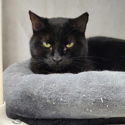 Aberdeen, an adoptable Domestic Short Hair in De Soto, IA, 50069 | Photo Image 1