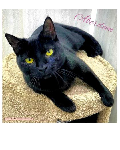 Aberdeen, an adoptable Domestic Short Hair in De Soto, IA, 50069 | Photo Image 1