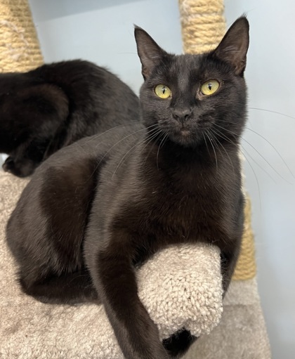 Aberdeen, an adoptable Domestic Short Hair in De Soto, IA, 50069 | Photo Image 2