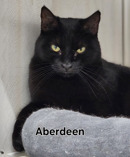 Aberdeen, an adoptable Domestic Short Hair in De Soto, IA, 50069 | Photo Image 2