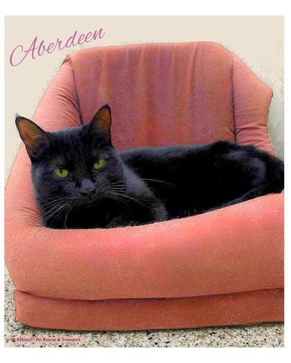 Aberdeen, an adoptable Domestic Short Hair in De Soto, IA, 50069 | Photo Image 2