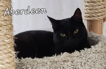 Aberdeen, an adoptable Domestic Short Hair in De Soto, IA, 50069 | Photo Image 3