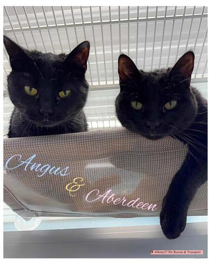 Aberdeen, an adoptable Domestic Short Hair in De Soto, IA, 50069 | Photo Image 3