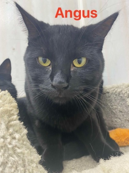 Angus, an adoptable Domestic Short Hair in De Soto, IA, 50069 | Photo Image 1