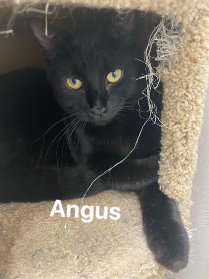 Angus, an adoptable Domestic Short Hair in De Soto, IA, 50069 | Photo Image 1