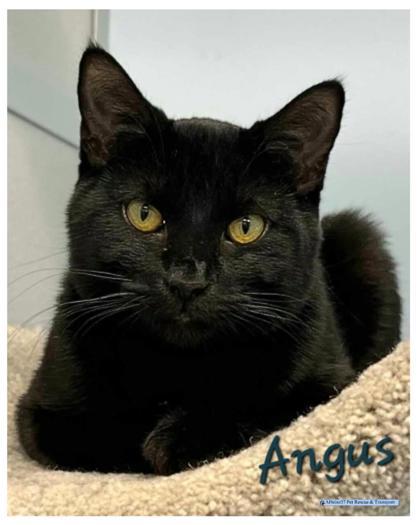Angus, an adoptable Domestic Short Hair in De Soto, IA, 50069 | Photo Image 1