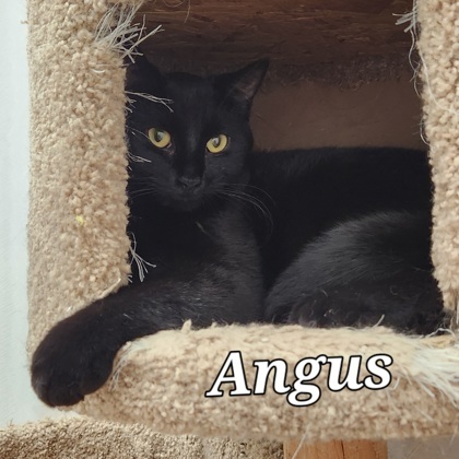 Angus, an adoptable Domestic Short Hair in De Soto, IA, 50069 | Photo Image 2