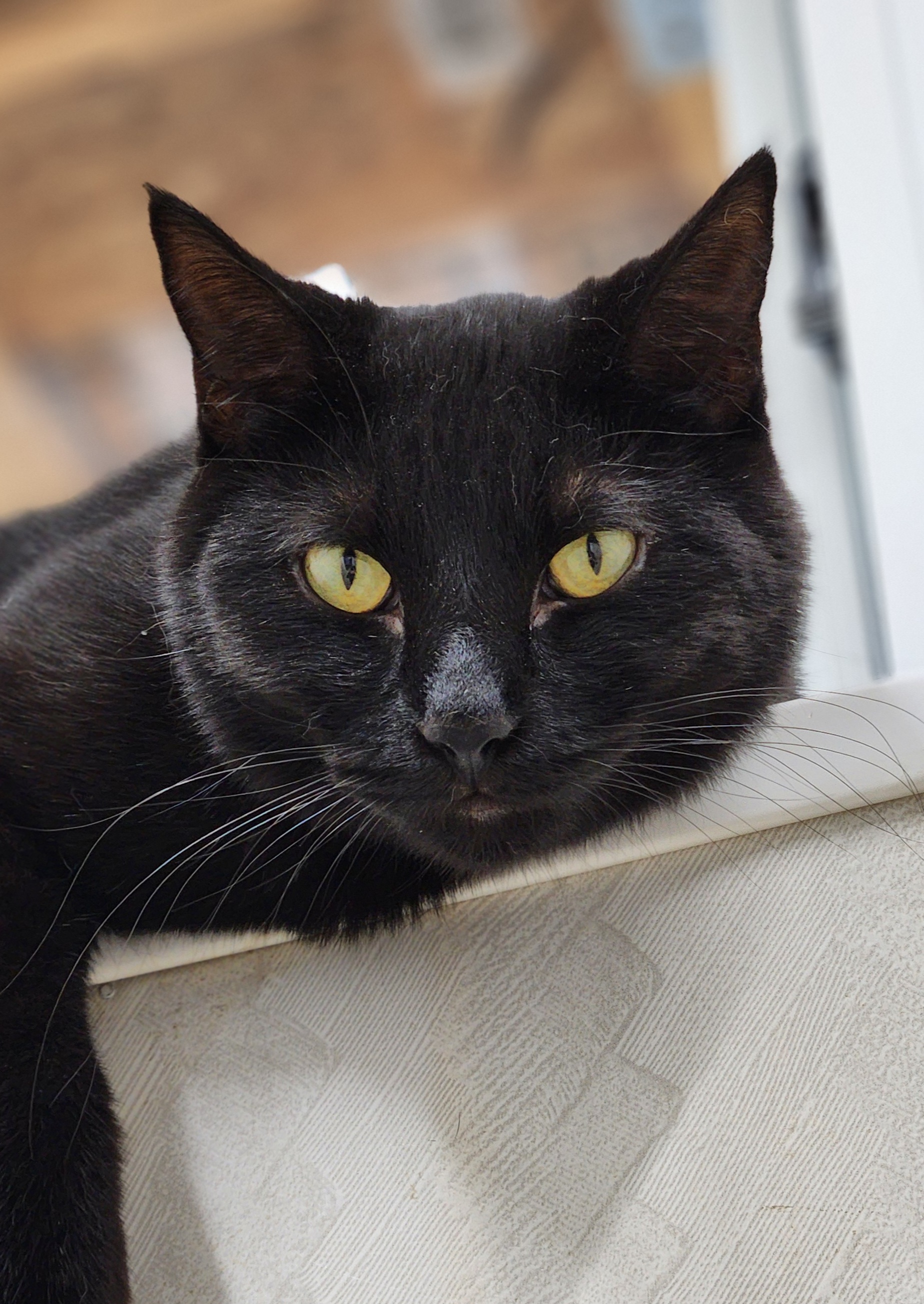 Angus, an adoptable Domestic Short Hair in De Soto, IA, 50069 | Photo Image 2