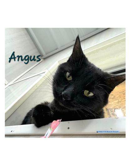 Angus, an adoptable Domestic Short Hair in De Soto, IA, 50069 | Photo Image 2