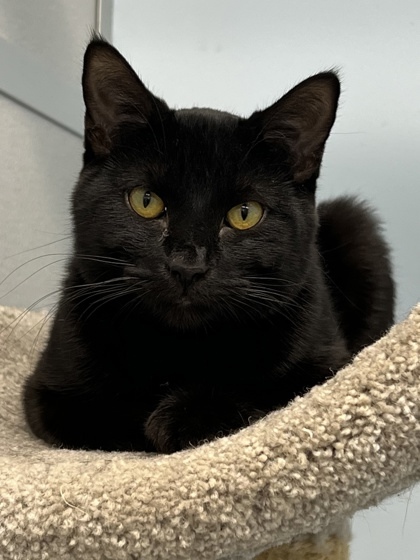 Angus, an adoptable Domestic Short Hair in De Soto, IA, 50069 | Photo Image 3