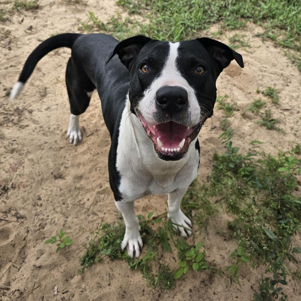 J.D., an adoptable Pit Bull Terrier in Leesburg, FL, 34788 | Photo Image 1