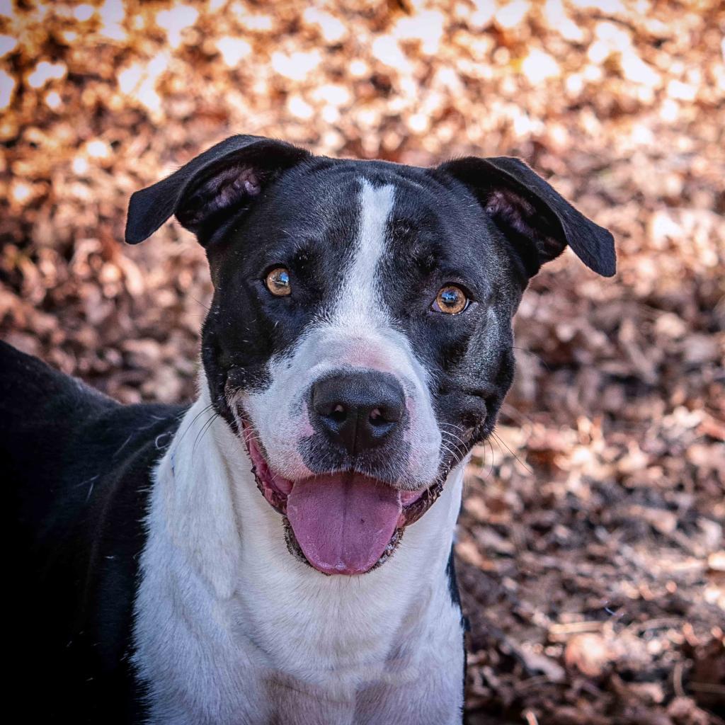 J.D., an adoptable Pit Bull Terrier in Leesburg, FL, 34788 | Photo Image 2
