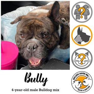 Dog for adoption - BULLY, an English Bulldog Mix in Bonney Lake, WA