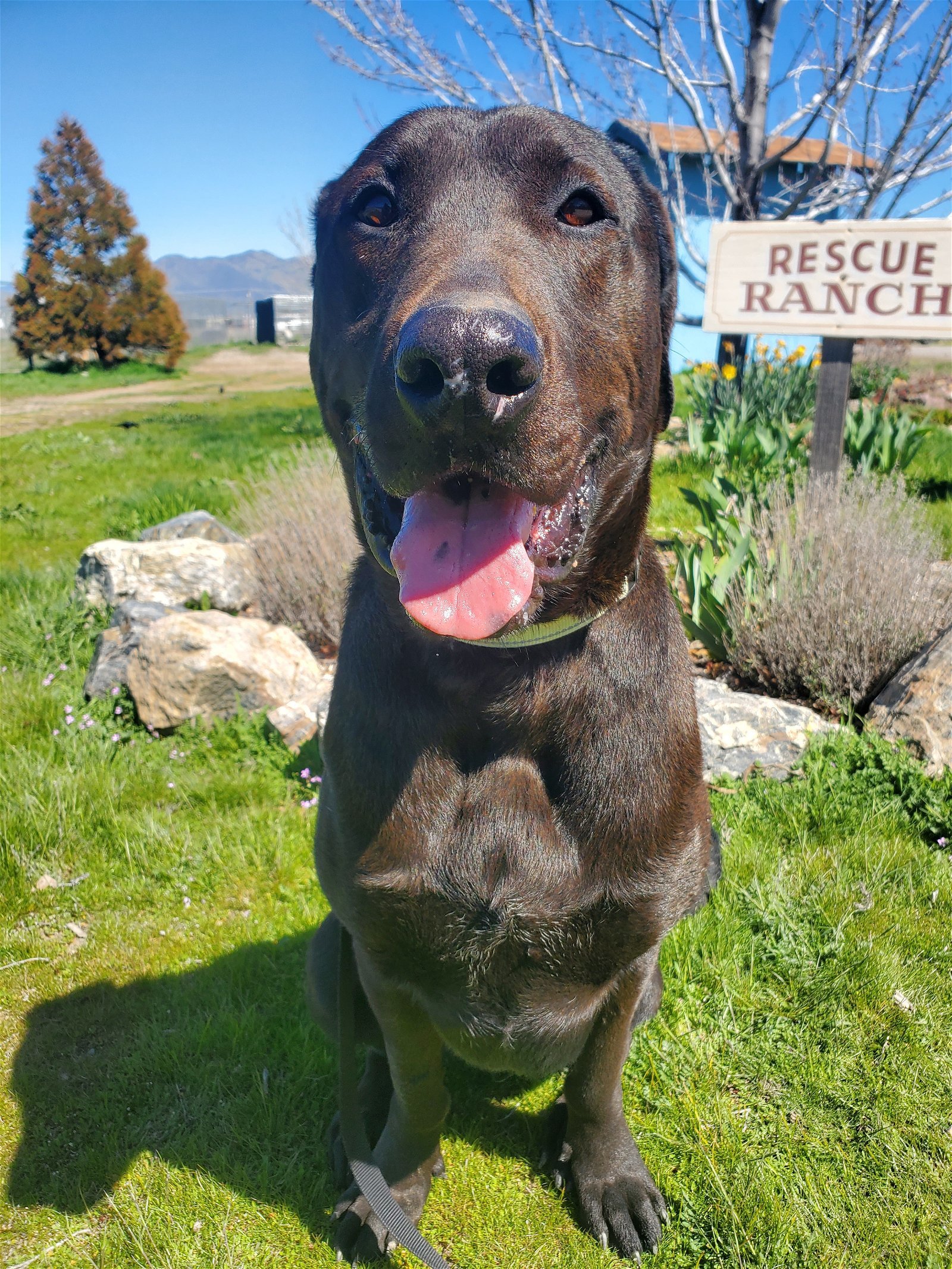 Malachi, an adoptable Labrador Retriever, Mastiff in Yreka, CA, 96097 | Photo Image 1
