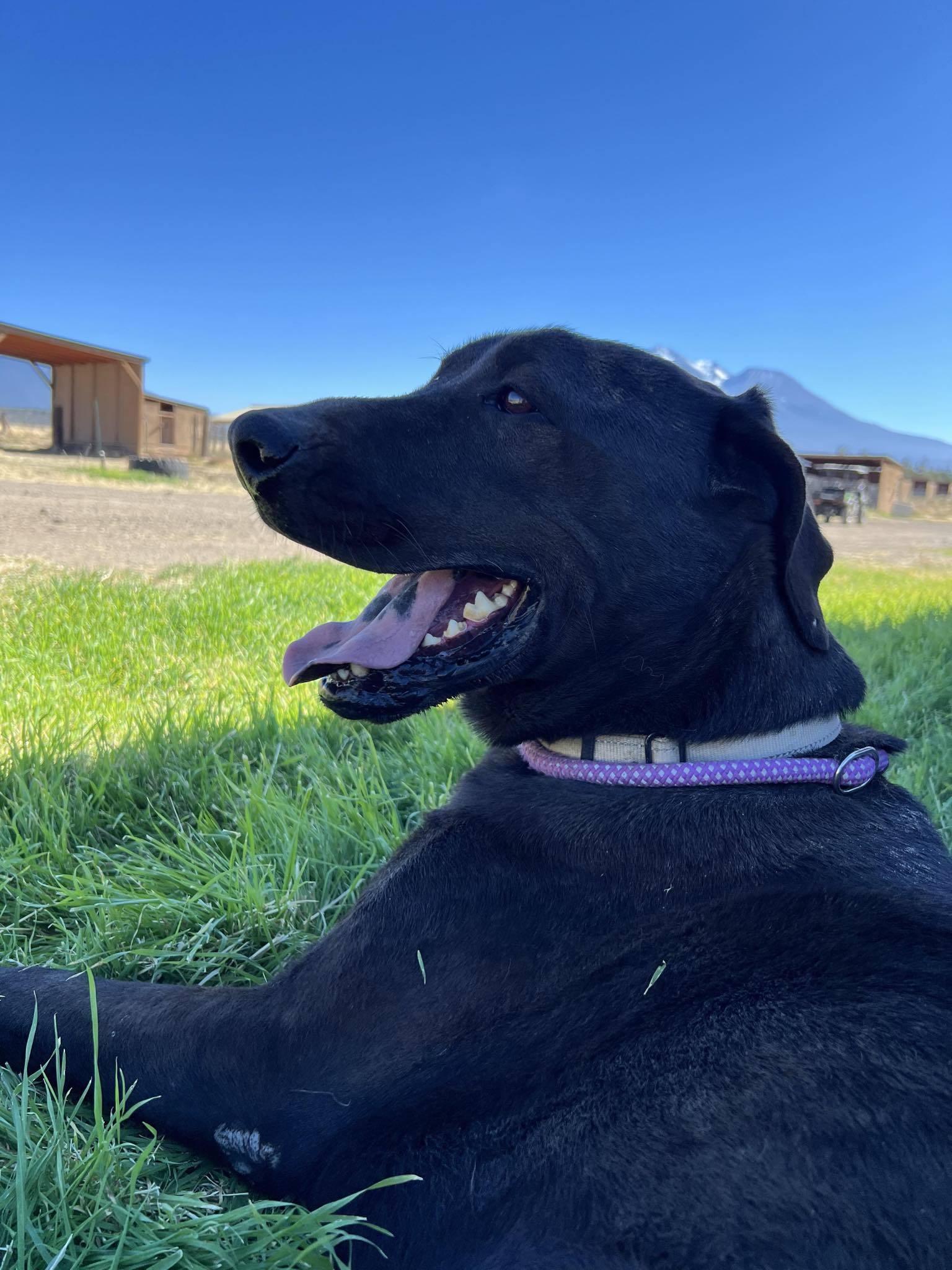 Malachi, an adoptable Labrador Retriever, Mastiff in Yreka, CA, 96097 | Photo Image 1