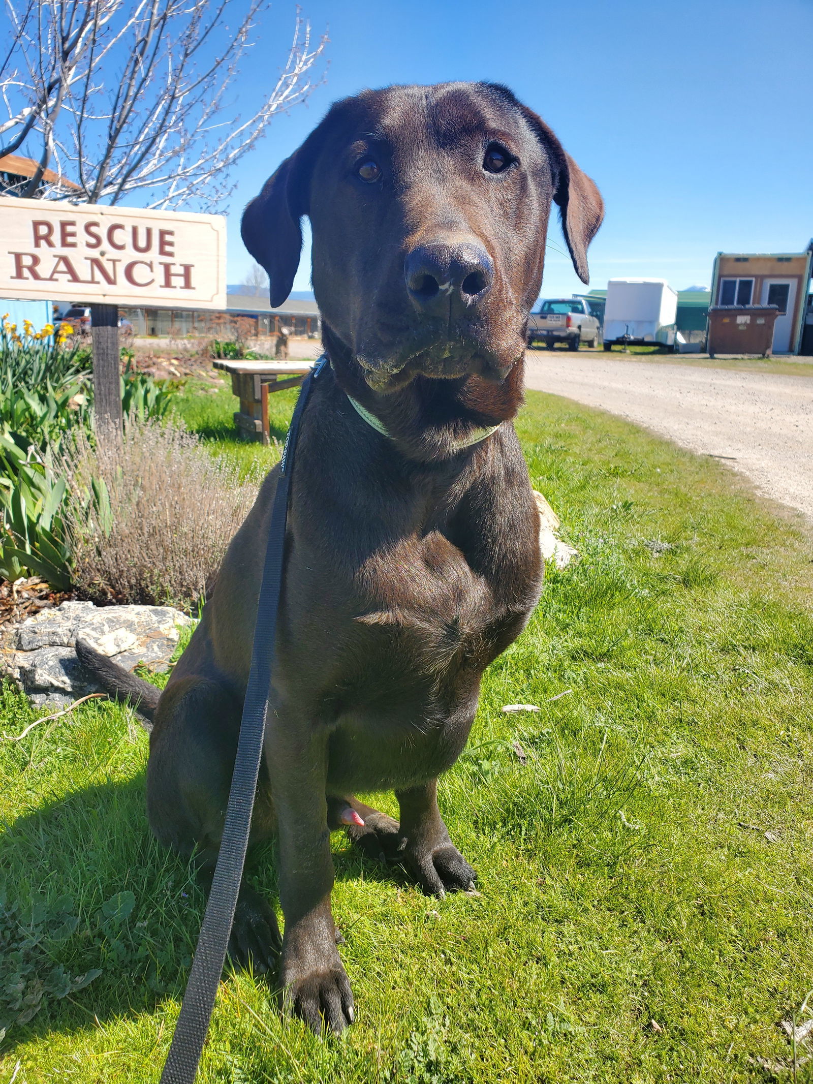 Malachi, an adoptable Labrador Retriever, Mastiff in Yreka, CA, 96097 | Photo Image 2