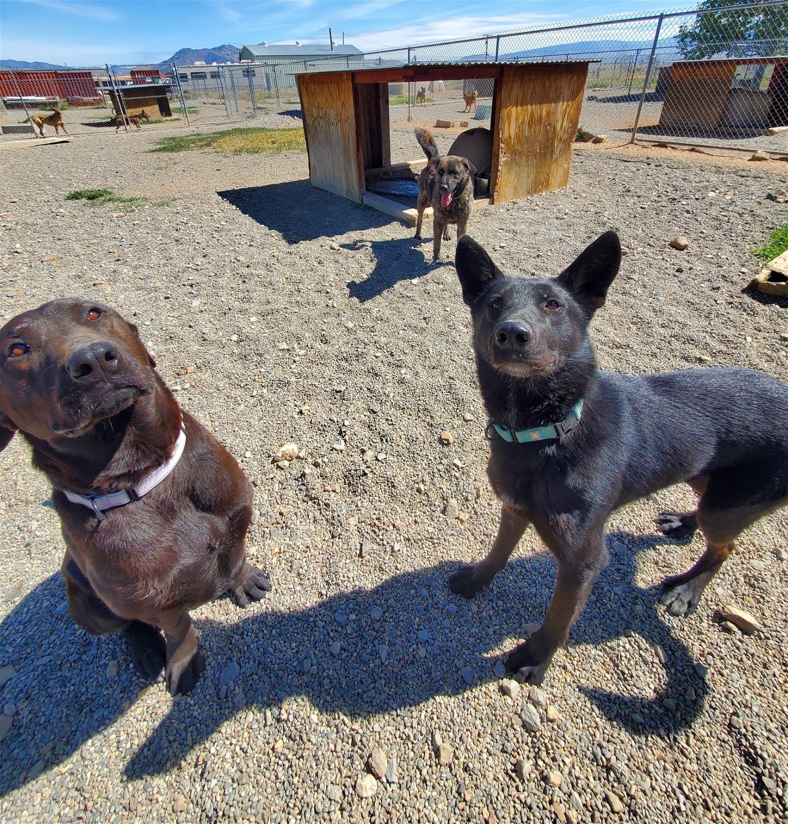 Malachi, an adoptable Labrador Retriever, Mastiff in Yreka, CA, 96097 | Photo Image 3