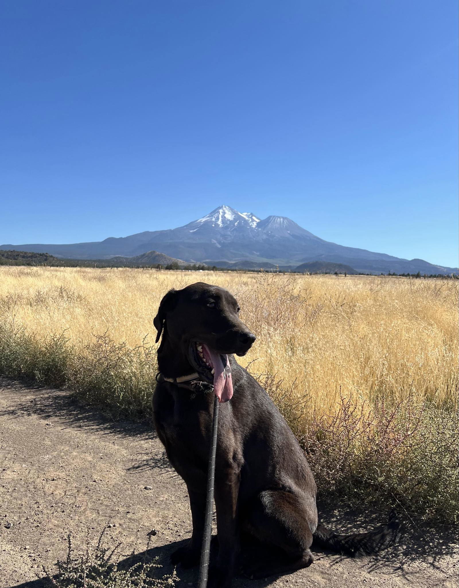 Malachi, an adoptable Labrador Retriever, Mastiff in Yreka, CA, 96097 | Photo Image 3