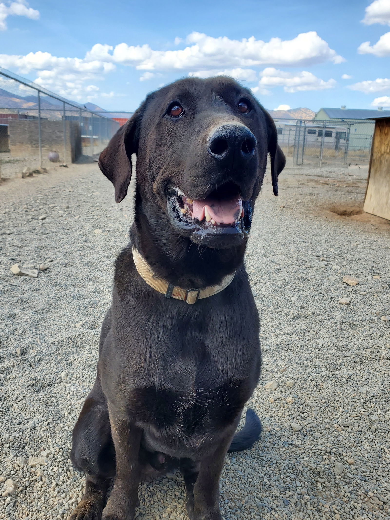 Malachi, an adoptable Labrador Retriever, Mastiff in Yreka, CA, 96097 | Photo Image 3