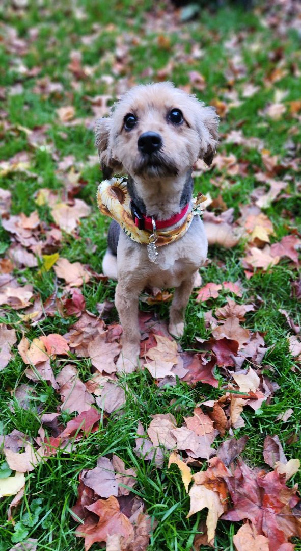Ruby is adorable!, an adopted Yorkshire Terrier Mix in Lucknow, ON_image-4